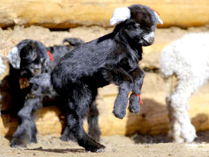 Төл бойжилт 99.1 хувьтай байна